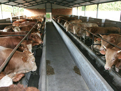 库伦旗农牧业局2020年肉牛颜值保险项目