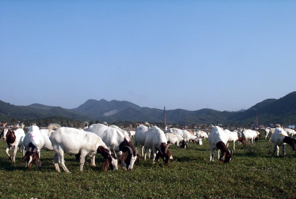 陕西莎能奶山羊发展有限公司莎能奶山羊繁育基地项目