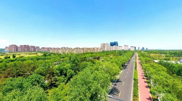 秦汉大道两侧绿化提升项目